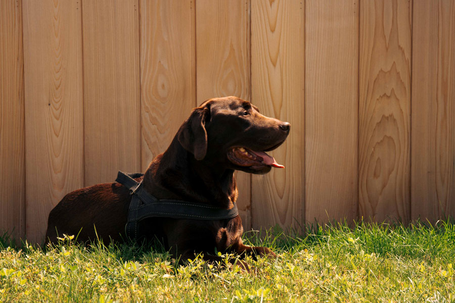 Schokobrauner Labrador liegt im Gras vor einer Holzwand, hundefreundliches Camping in Oranienburg