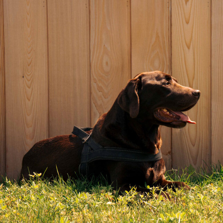 Schokobrauner Labrador entspannt im Gras, Hunde sind bei vielen Terminen der CARAVANSEREI willkommen
